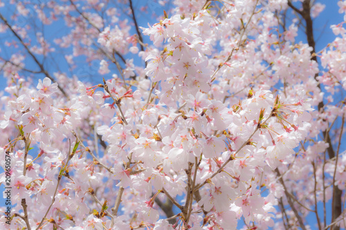                 hanamiyama park