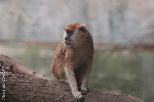 Monkey  sitting on the wood beam