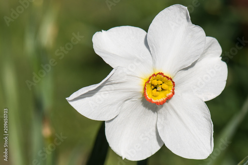 Fototapeta Naklejka Na Ścianę i Meble -  Narzissenblüte