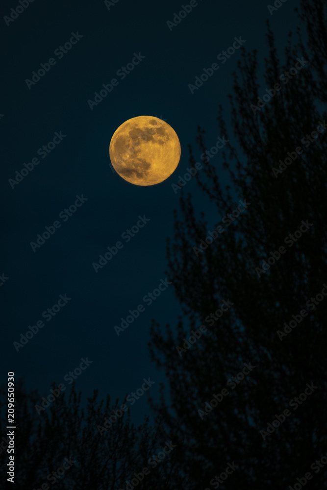 Dead tree at midnight with a glowing full moon