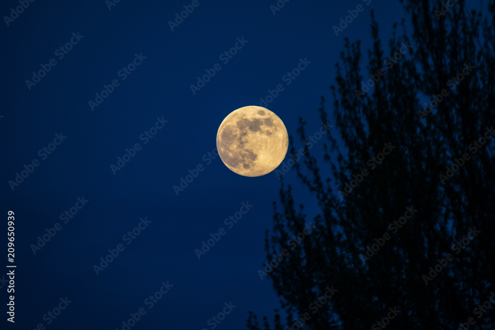 Dead tree at midnight with a glowing full moon Dead tree at midnight with a glowing full moon