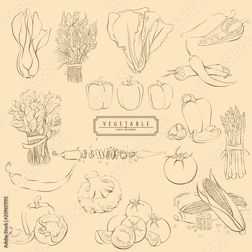 Vector outline vegetables