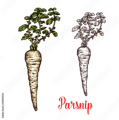 Parsnip root vegetable with green leaf sketch