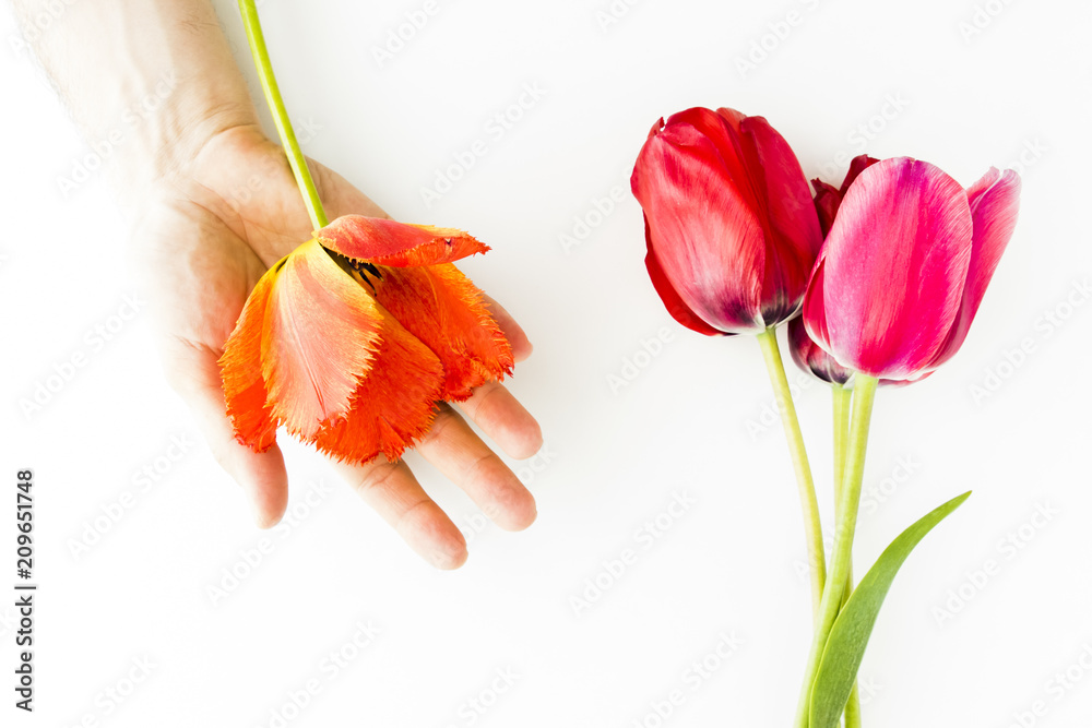 Obraz Tulipan kwitnie na bielu stole z ludzką ręką i kopiuje przestrzeń dla twój teksta odgórnego widoku. Leżał płasko