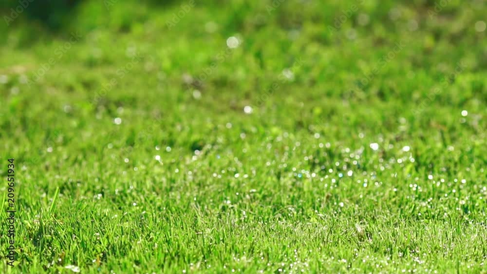 Red berries of ripe cherries fall on the green grass in slow motion