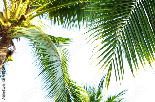 Detail of coconut trees with soft light background or vintage style.