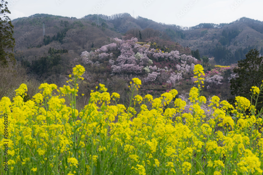 花見山公園 hanamiyama park