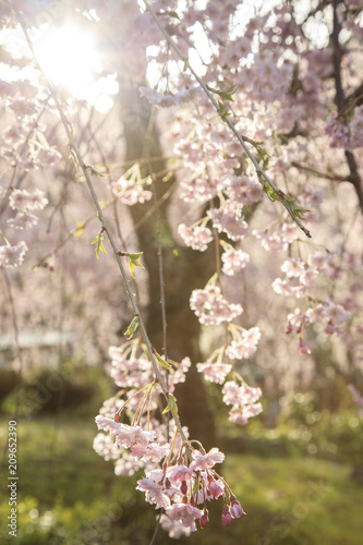 桜 33 © 亮 栗原