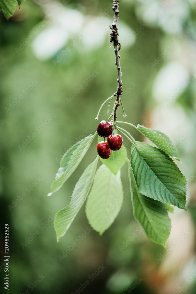 Red ripe cherries hanging on the cherry tree ready to be picked. Cherry harvest from the garden. Growing and preserving own fruits. Vertical shot, copy space. Red ripe cherries hanging on the cherry tree ready to be picked. Cherry harvest from the garden. Growing and preserving own fruits. Vertical shot, copy space.