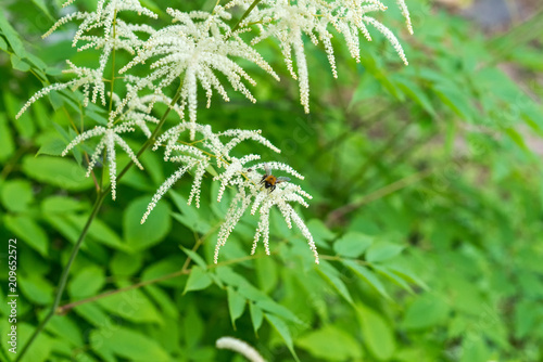 Aruncus dioicus white fluffy plant soft focus. Bumblebee gathers nectar