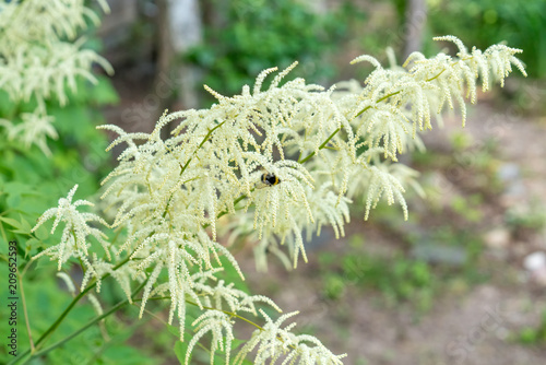 Aruncus dioicus white fluffy plant soft focus. Bumblebee gathers nectar