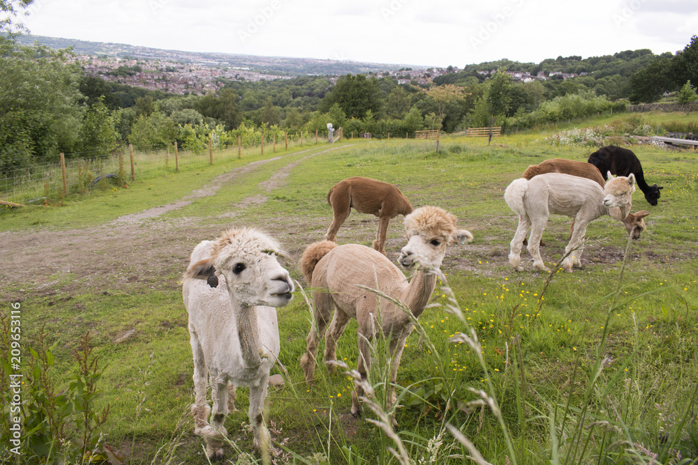 Herd Of Alpacas In Sheffield, UK.