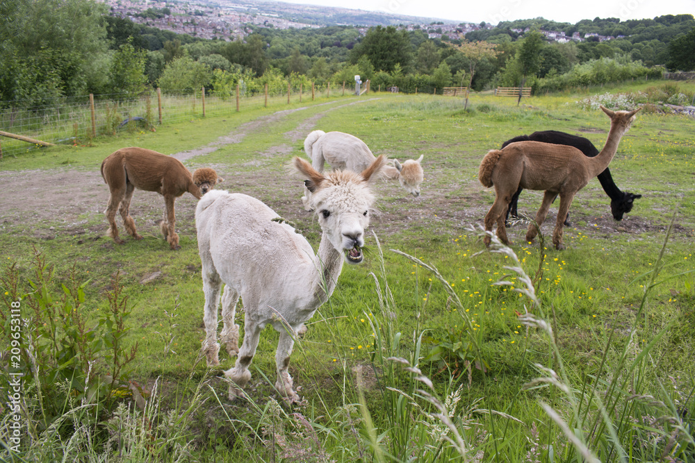 Herd Of Alpacas In Sheffield, UK. Herd Of Alpacas In Sheffield, UK.