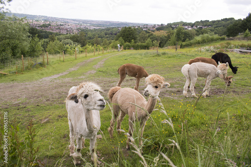 Fototapeta Naklejka Na Ścianę i Meble -  Herd Of Alpacas In Sheffield, UK.