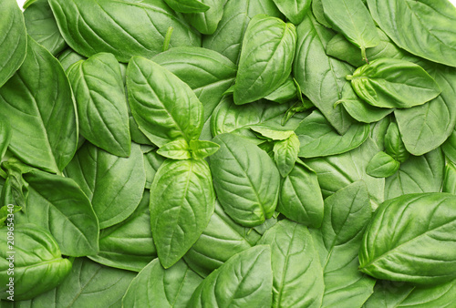 Fresh basil leaves as background