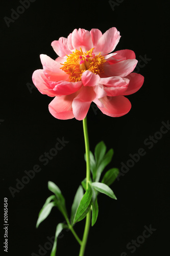 Beautiful peony flower on black background