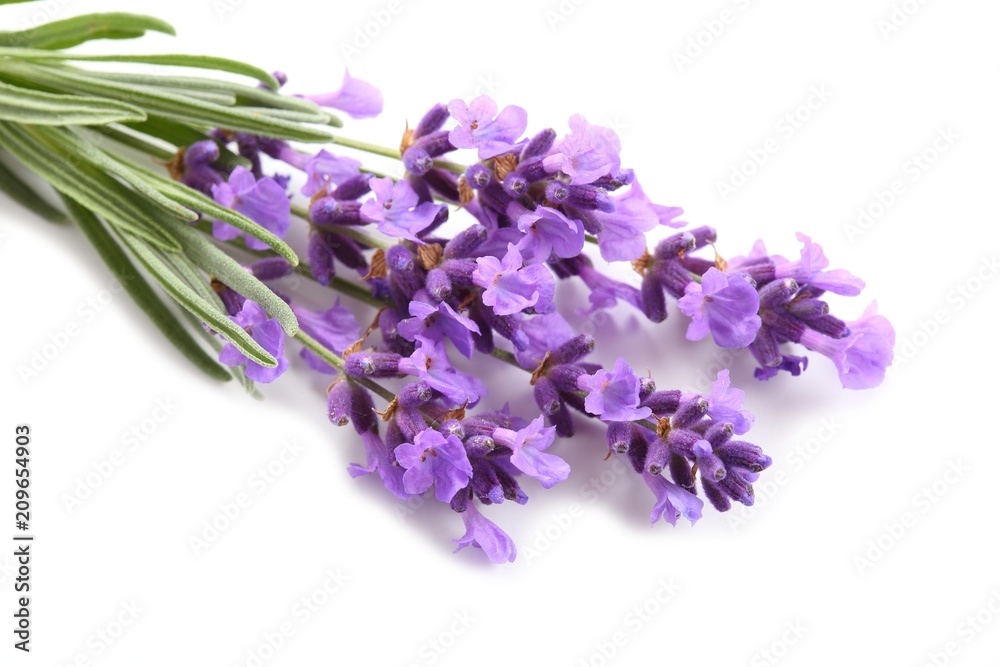 Bouquet of lavender. Bouquet of lavender.