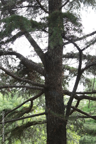 Pine Tree in Fall Season 