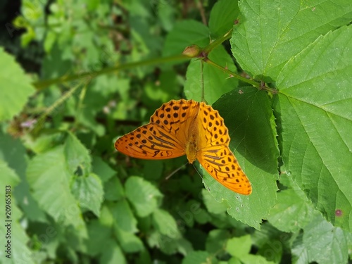 beautiful Fritillary butterfly on green leaves in forest
