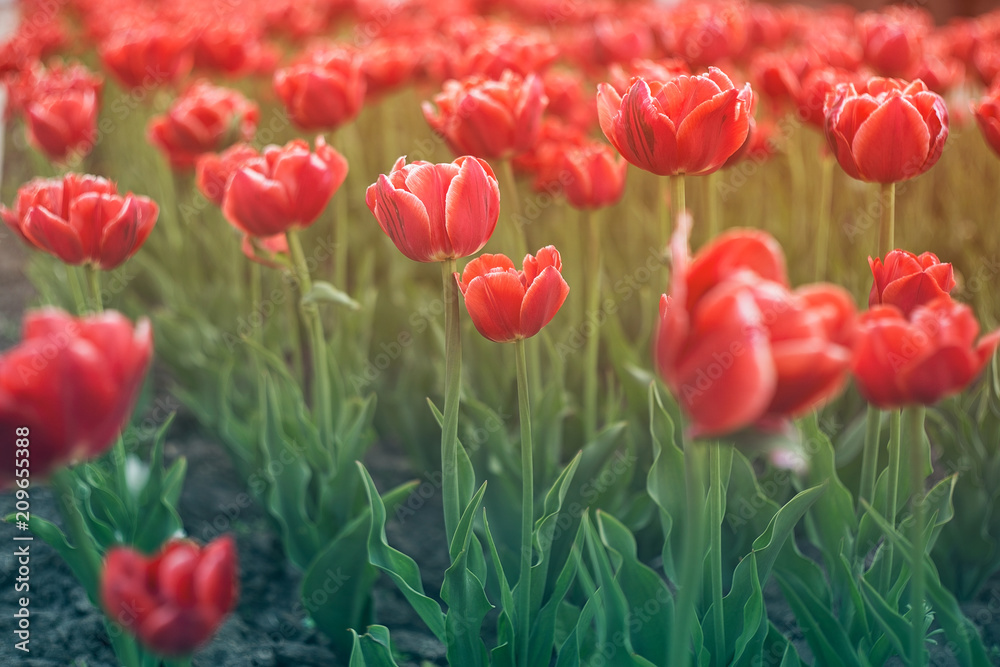 Obraz premium Beautiful tulips in a city flowerbed. Bright red tulips. Many flowering plants texture.