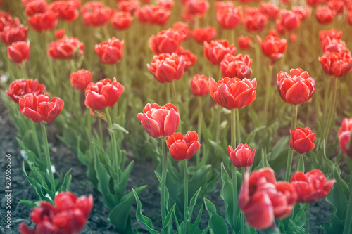 Beautiful tulips in a city flowerbed. Bright red tulips. Many flowering plants texture.