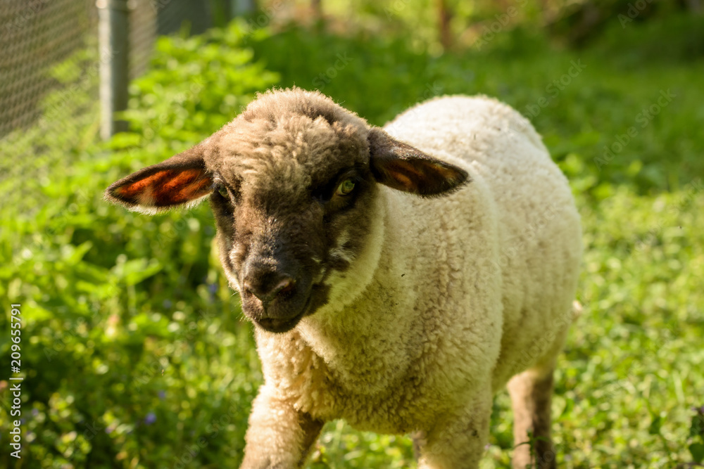 Fototapeta premium Our Sheep