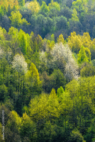 Fototapeta Naklejka Na Ścianę i Meble -  Trees in our forest