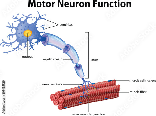 A Vector of Motor Neuron Function
