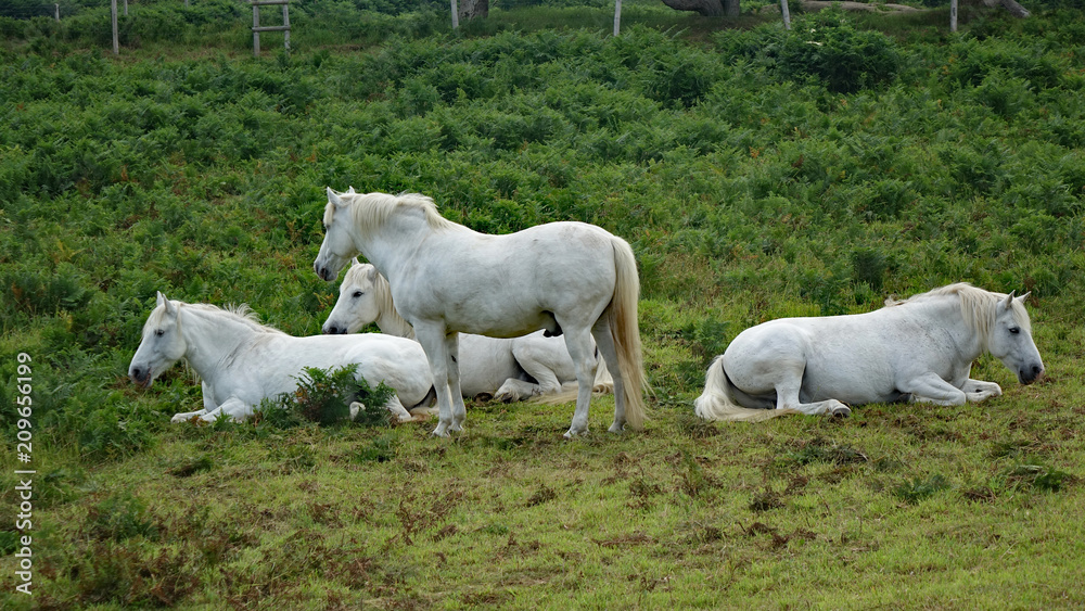 Fototapeta premium Chevaux blancs dans la lande de Bringuiller à Pleuleur-Bodou