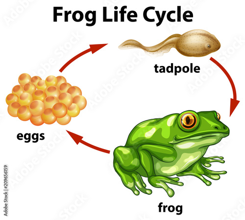 A Frog Life Cycle on White Background