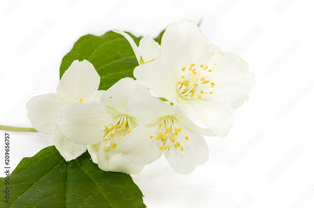 Flowers of jasmine closeup on a white background Flowers of jasmine closeup on a white background