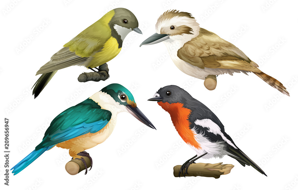 Fototapeta premium A Set of Birds on White Background