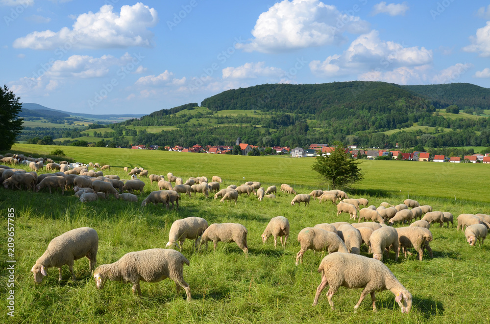Fototapeta premium Owce w Rhön
