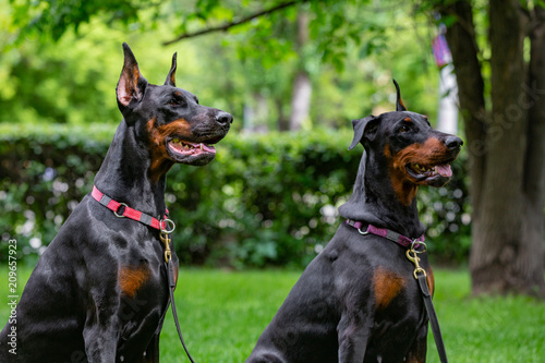 Photo two black dobermans sitting on the grass
