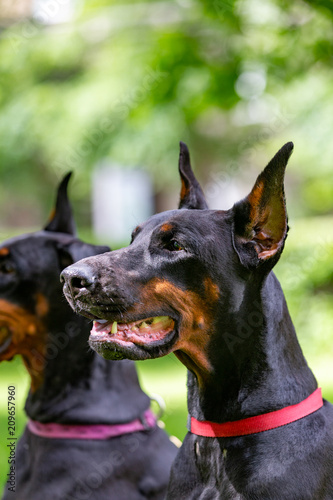 two black dobermans sitting on the grass