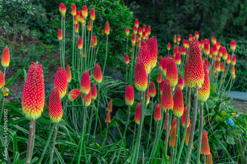 Red hot pokers field at les Makes in Saint Louis, Reunion Island 