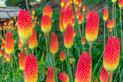 Red hot pokers field at les Makes in Saint Louis, Reunion Island  photo