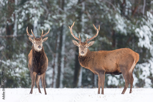 Winter wildlife landscape. Noble deers Cervus Elaphus. Two deers in winter forest. Deer with large Horns with snow looking at camera