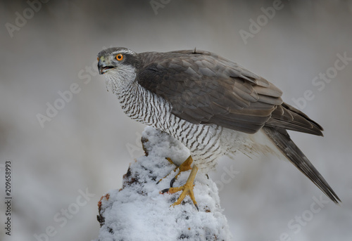 Northern goshawk in winter