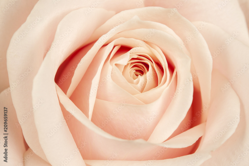 Blossoming buds of beautiful, delicate, creamy roses. Blossoming buds of beautiful, delicate, creamy roses.
