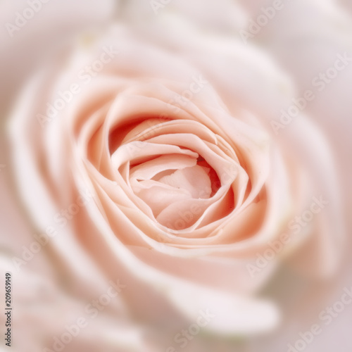 Blossoming buds of beautiful  delicate  creamy roses.