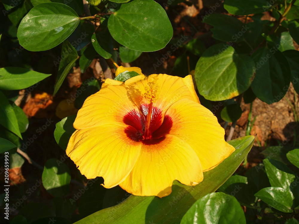 Tropical flower Tropical flower