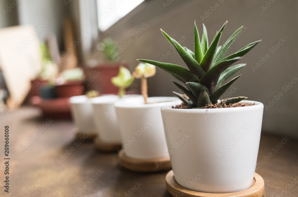 Obraz premium green cactus pot