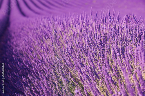 Fototapeta Naklejka Na Ścianę i Meble -  Lavanda in Provenza, Francia