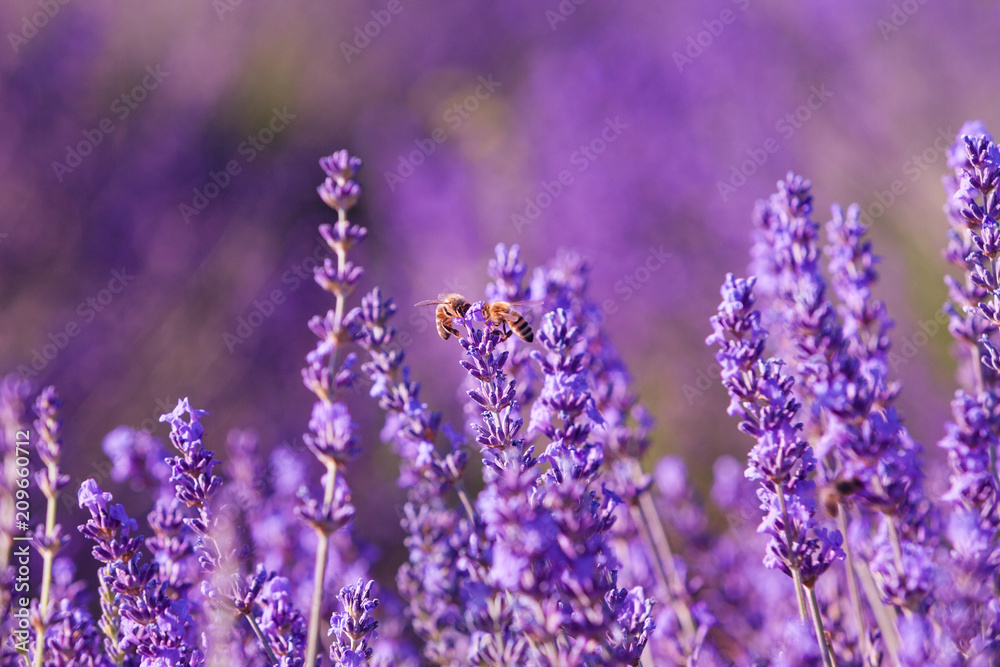 Obraz premium Zapylanie pszczół, miód lawendowy, Prowansja, Francja