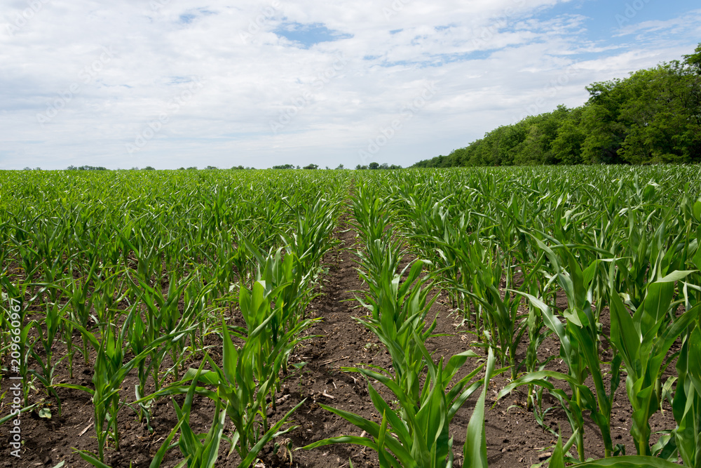 Fototapeta premium Field green with growing corn on a background of blue sky with clouds. Agriculture.Ukraine 