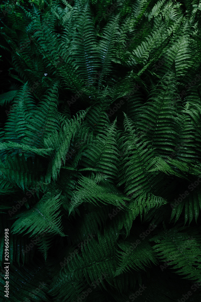 Tropical leaves. Floral design background. Tropical leaves. Floral design background.