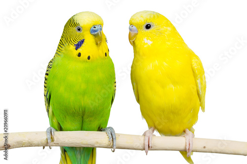 wavy parrots sit together on a white background Isolated