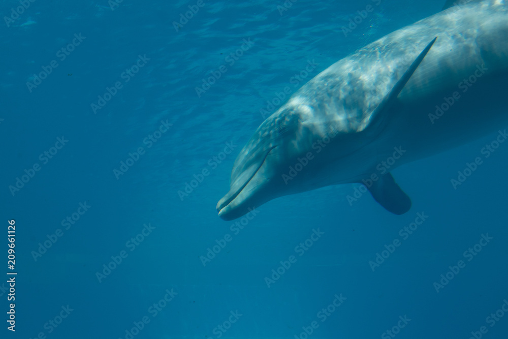 Fototapeta premium Happy Dolphin Swimming