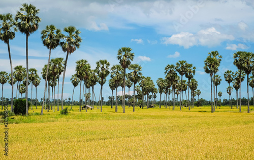 beautiful yellow rice field and many coconut tree when the sky are blue.